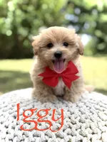 Iggy, a male Maltipoo for sale in Mayfield, KY – 1 of 10