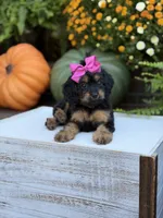 F1 Scarlett, a female Cavapoo for sale in Mayfield, KY – 7 of 10
