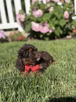F1 Ace, a male Cavapoo for sale in Mayfield, KY – 2 of 7