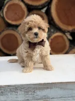Archer, a male Maltipoo for sale in Mayfield, KY – 3 of 7