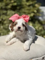 Dolly, a female Cavapoo for sale in Mayfield, KY – 5 of 10