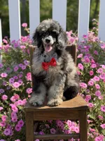 AKC Porter, a male Poodle - Toy  for sale in Mayfield, KY – 3 of 10