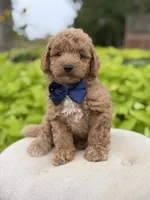 Pete, a male Miniature Goldendoodle for sale in Mayfield, KY – 2 of 10