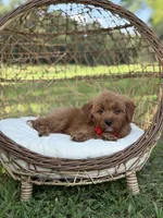 Baxter, a male Miniature Goldendoodle for sale in Mayfield, KY – 10 of 10