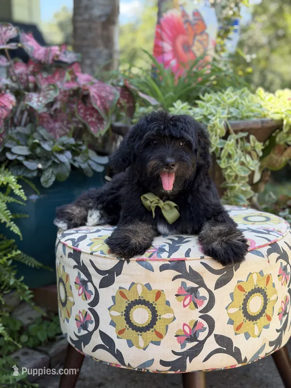 F1 Tyler – Bernedoodle puppy for sale in Mayfield, KY