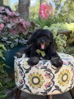F1 Tyler, a male Bernedoodle for sale in Mayfield, KY – 1 of 10