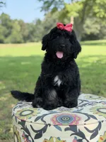 F1 Trinity, a female Bernedoodle for sale in Mayfield, KY – 3 of 10