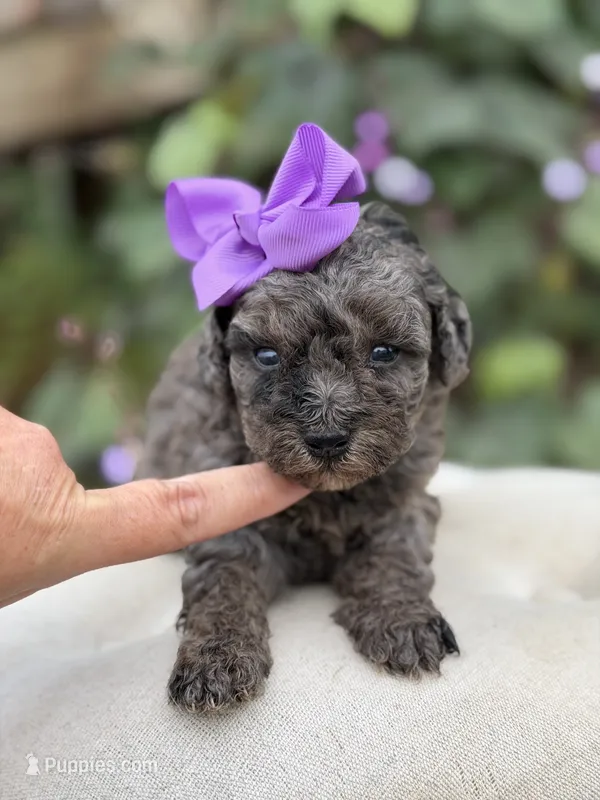 Julie – Miniature Bernedoodle puppy for sale in Mayfield, KY