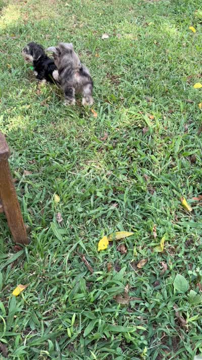 F1B Tucker, a male Maltipoo for sale in Mayfield, KY – 10 of 10