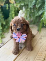 F1 Cody, a male Cavapoo for sale in Mayfield, KY – 5 of 5