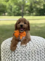 Alex, a male Miniature Goldendoodle for sale in Mayfield, KY – 5 of 10