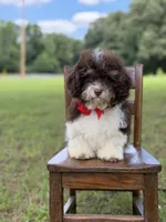 F1B Titan, a male Cavapoo for sale in Mayfield, KY – 7 of 10