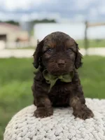 Hank, a male Cavapoo for sale in Mayfield, KY – 1 of 10