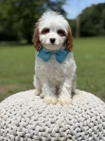Dawson, a male Cavapoo for sale in Mayfield, KY – 3 of 10