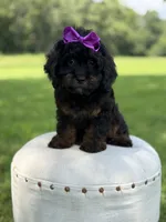 F1 Ashlyn, a female Cavapoo for sale in Mayfield, KY – 5 of 10