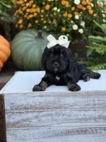 F1 Sasha, a female Cavapoo for sale in Mayfield, KY – 5 of 10