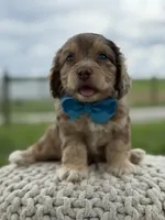 Hudson, a male Cavapoo for sale in Mayfield, KY – 8 of 10