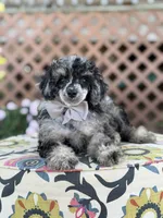 AKC Portet, a male Poodle - Toy  for sale in Mayfield, KY – 8 of 10