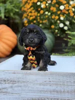 F1 Scooter, a male Cavapoo for sale in Mayfield, KY – 2 of 10