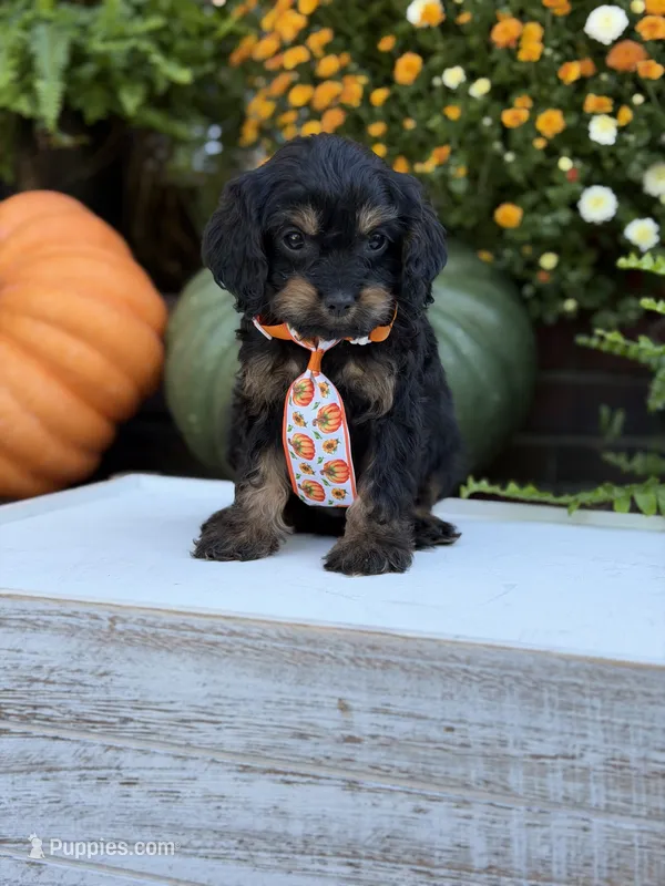 F1 Seth – Cavapoo puppy for sale in Mayfield, KY