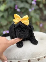 Jasmine, a female Miniature Bernedoodle for sale in Mayfield, KY – 5 of 5
