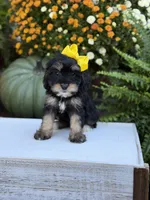 F1 Skeye, a female Cavapoo for sale in Mayfield, KY – 2 of 10
