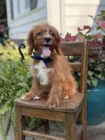 F1 Carter, a male Cavapoo for sale in Mayfield, KY – 5 of 10