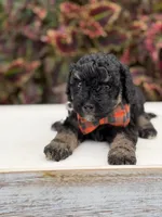 Hank, a male Miniature Bernedoodle for sale in Mayfield, KY – 2 of 9