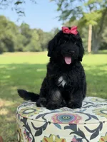F1 Trinity, a female Bernedoodle for sale in Mayfield, KY – 2 of 10