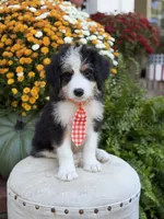 F1 Vaughn, a male Bernedoodle for sale in Mayfield, KY – 7 of 10