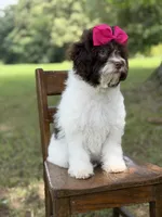 F1B Tiffany, a female Cavapoo for sale in Mayfield, KY – 8 of 10
