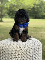 Bentley, a male Miniature Goldendoodle for sale in Mayfield, KY – 7 of 10