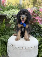 F1B Braxton, a male Bernedoodle for sale in Mayfield, KY – 7 of 10