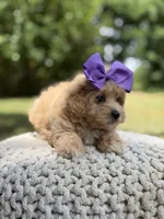 Ivy, a female Maltipoo for sale in Mayfield, KY – 4 of 8