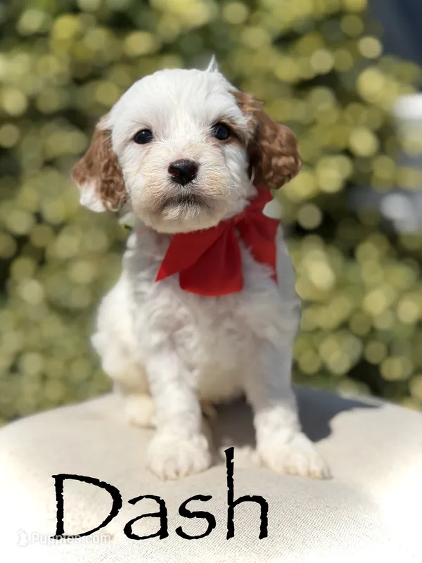 Dash  – Cavapoo puppy for sale in Mayfield, KY