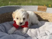 Lincoln, a male Maltipoo for sale in Mayfield, KY – Photo 2 of 8