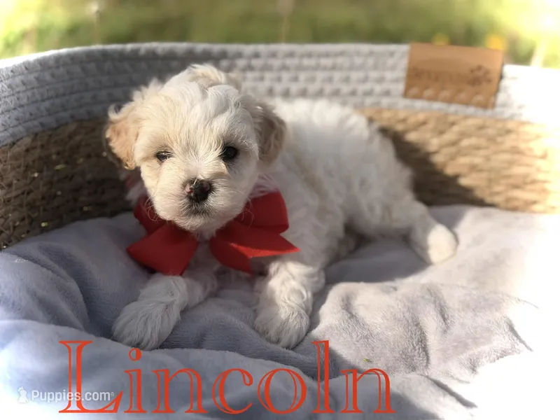Lincoln – Maltipoo puppy for sale in Mayfield, KY