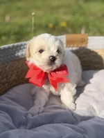 Lincoln, a male Maltipoo for sale in Mayfield, KY – Photo 7 of 8