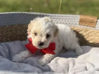 Lincoln, a male Maltipoo for sale in Mayfield, KY – Photo 4 of 8