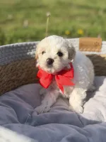 Lincoln, a male Maltipoo for sale in Mayfield, KY – Photo 8 of 8