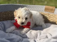 Lincoln, a male Maltipoo for sale in Mayfield, KY – Photo 5 of 8