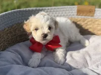 Lincoln, a male Maltipoo for sale in Mayfield, KY – Photo 3 of 8