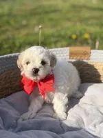 Lincoln, a male Maltipoo for sale in Mayfield, KY – Photo 6 of 8