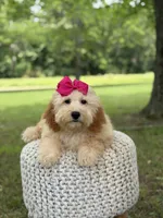Nelly, a female Miniature Goldendoodle for sale in Mayfield, KY – 9 of 10