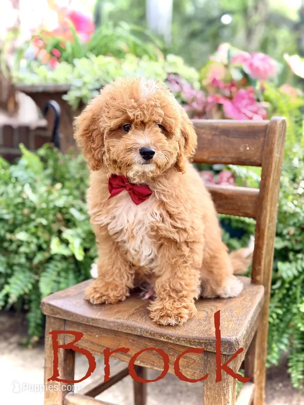 Brock – Miniature Goldendoodle puppy for sale in Mayfield, KY