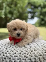 Iggy, a male Maltipoo for sale in Mayfield, KY – 3 of 10