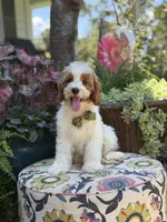 F1B Landon, a male Cavapoo for sale in Mayfield, KY – 7 of 10