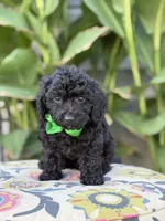 Ethan, a male Miniature Bernedoodle for sale in Mayfield, KY – 3 of 5