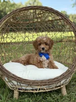 Bentley, a male Miniature Goldendoodle for sale in Mayfield, KY – 10 of 10