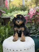 F1B Babs, a female Bernedoodle for sale in Mayfield, KY – 7 of 10